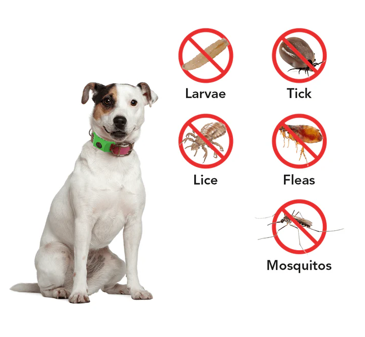 🐕Long-Lasting Flea & Tick Collar for Dogs and Cats - Continuous Protection🐕