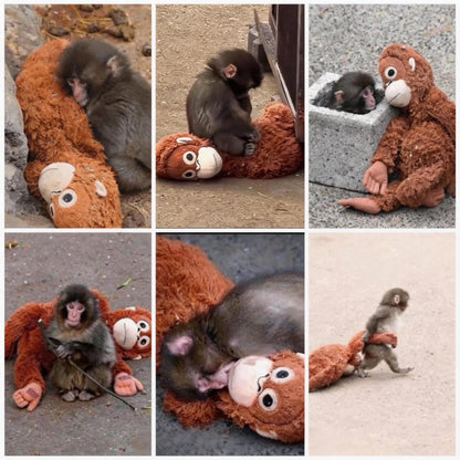 🏆Last Day 60% OFF-🪙 Emotional Support Monkey Coin🐒（副本）